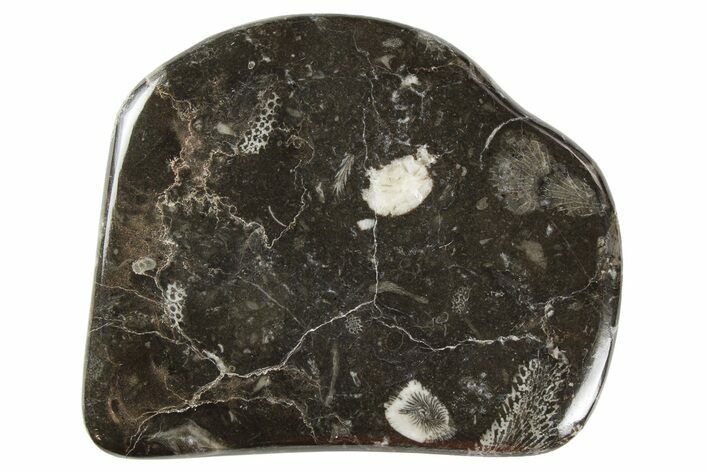 Polished Devonian Fossil Coral and Bryozoan Plate - Morocco #259093